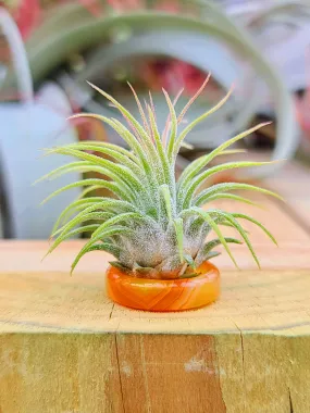 Orange agate Ring Holder w/ Air Plant