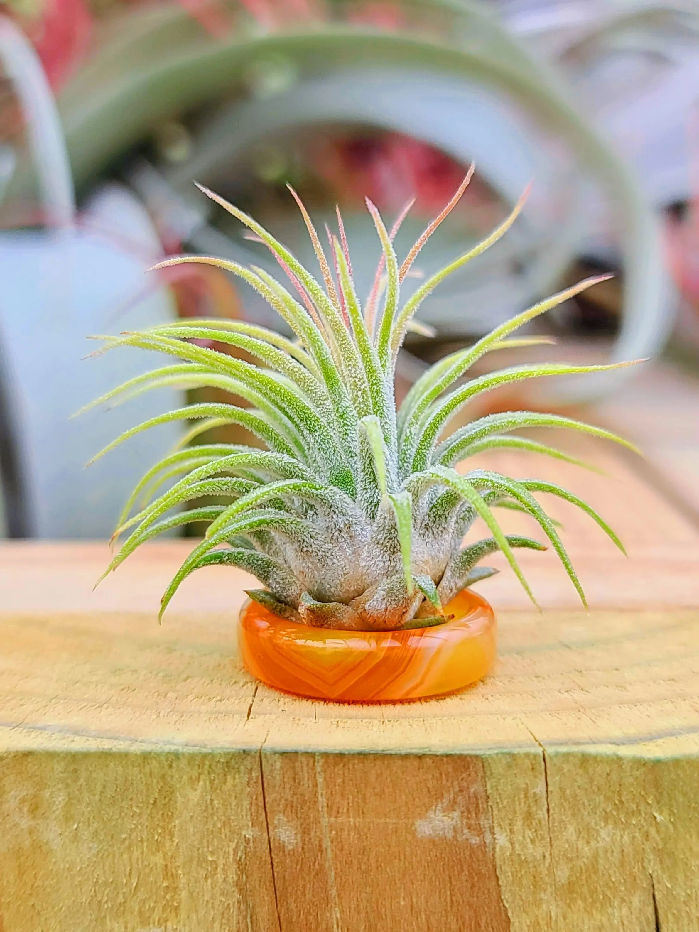Orange agate Ring Holder w/ Air Plant